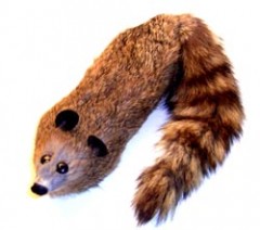 Rocky Raccoon der Waschb�r